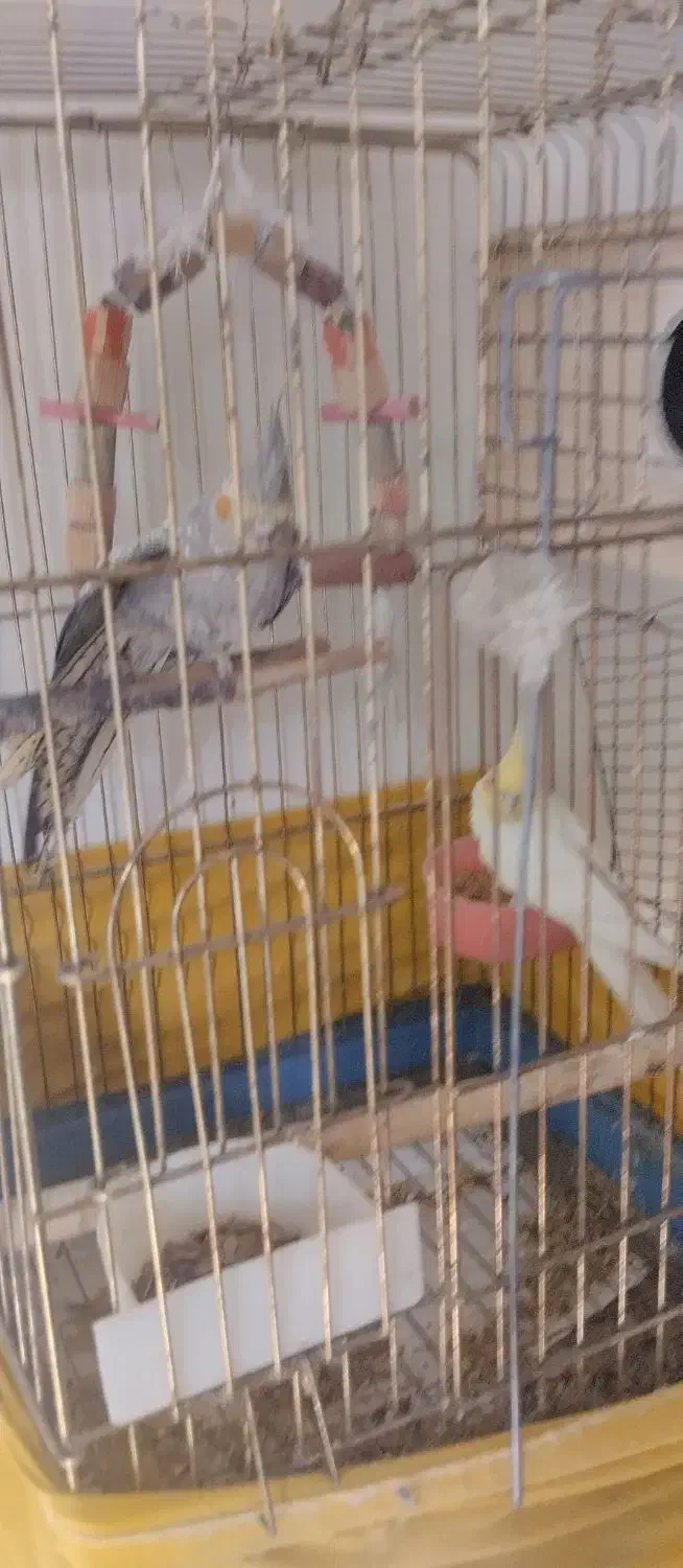 عروس هلندی جفت همراه تخم|پرنده|قدس, شهر‌قدس|دیوار