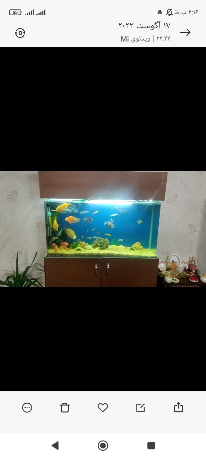 اکواریوم درحد نوشرکتی شیشه خم همراه میز ام دی اف|ماهی|زنجان, |دیوار