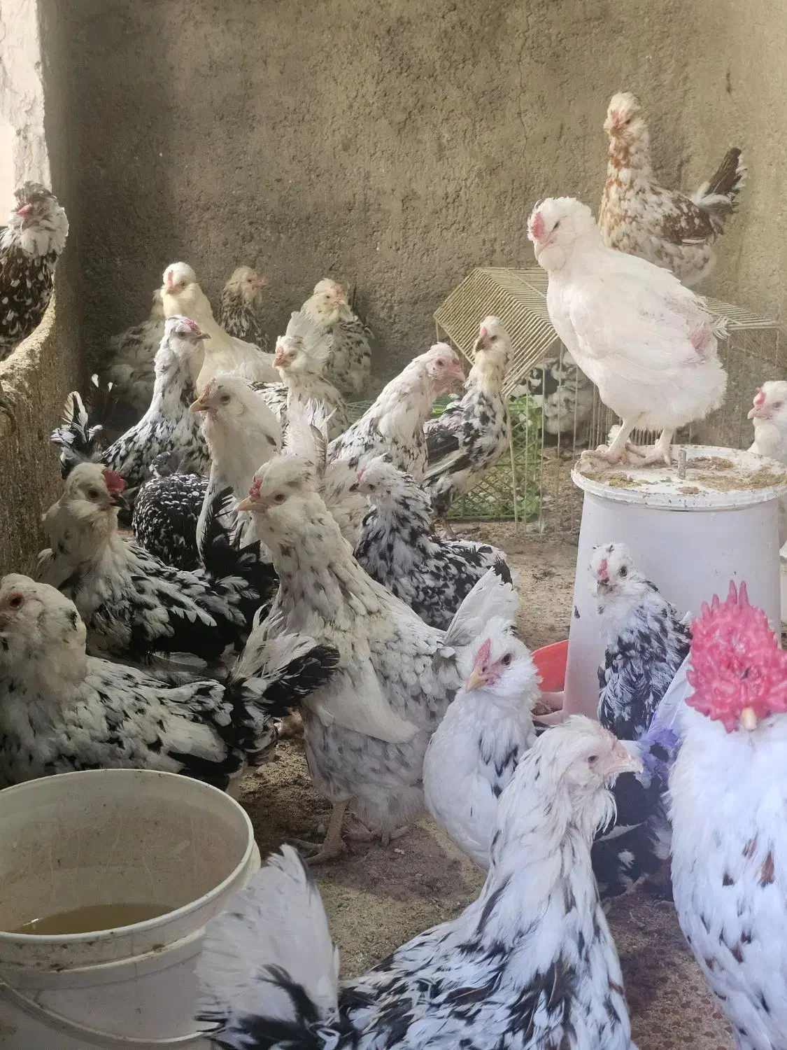 تخم نطفه دار گلین وگلین لری فول کیفیت|حیوانات مزرعه|قزوین, |دیوار