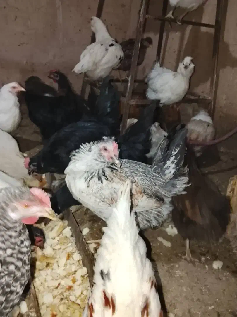 مرغ خروس|حیوانات مزرعه|شاهینشهر, سعدی شمالی|دیوار