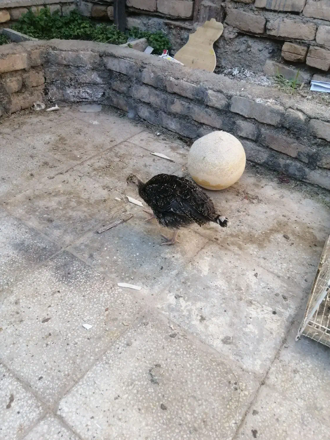 بوقلمون|حیوانات مزرعه|تربت‌حیدریه, کلاته توکلی|دیوار