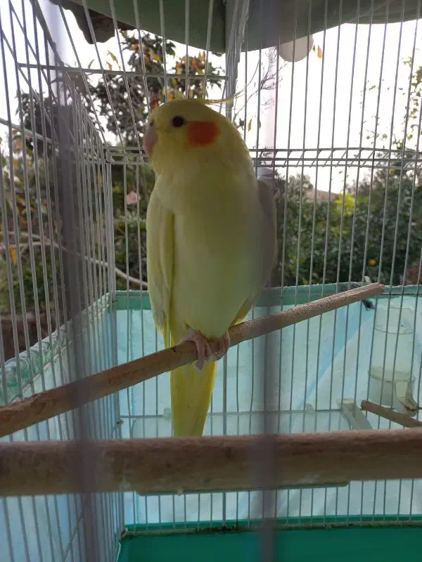 طوطی عروس|پرنده|فومن, |دیوار