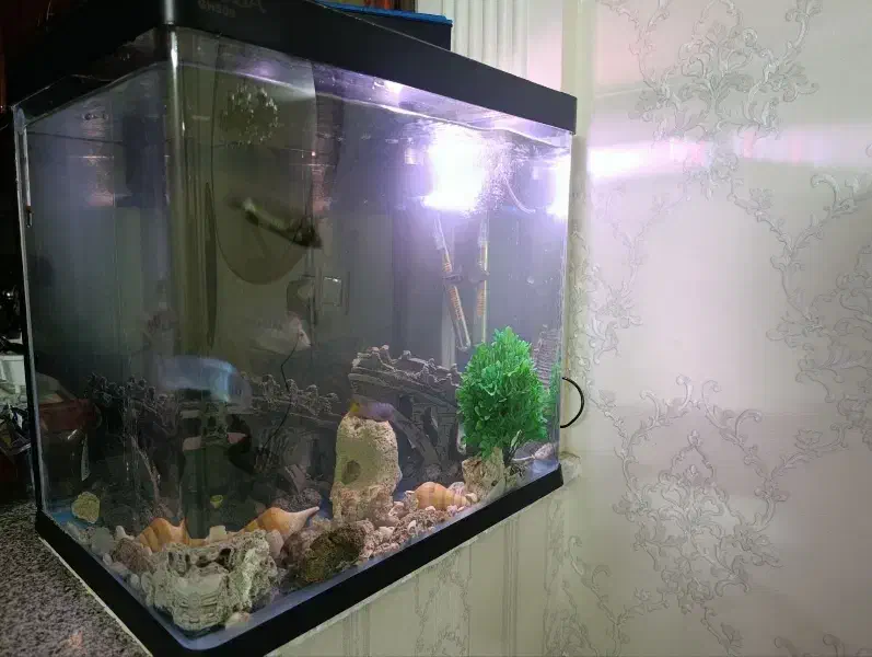 آکواریوم شیشه خم با ماهی|ماهی|مشهد, شهرک بهارستان|دیوار