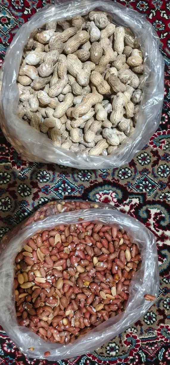 فروش بادام زمینی گلی|خوردنی و آشامیدنی|قشلاق دشت, |دیوار