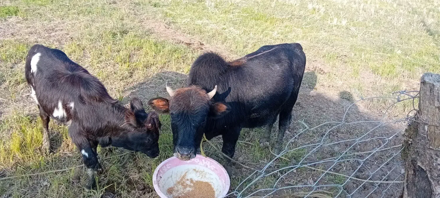 کلچه|حیوانات مزرعه|تالش, طولارود|دیوار
