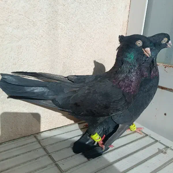 زاغ|پرنده|شهرضا, |دیوار