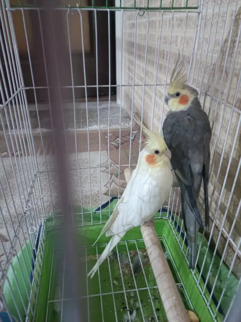 طوطی عروس جفت مولد|پرنده|هشتگرد, هیو|دیوار