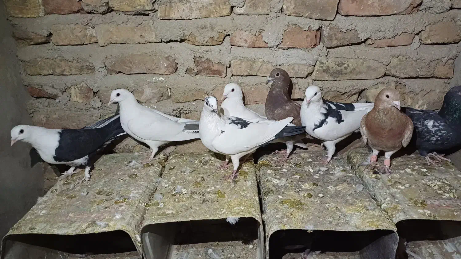 کبوتر|پرنده|طبس, |دیوار