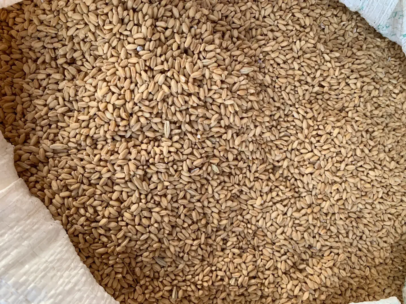 ۲ تن گندم بذری کوهدشت|خدمات باغبانی و درختکاری|آشخانه, |دیوار