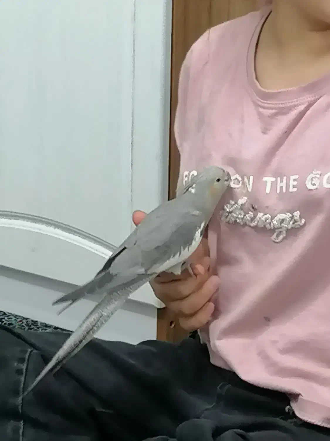 2تا عروس هلندی|پرنده|اسلام‌شهر, شهرک مهدیه|دیوار