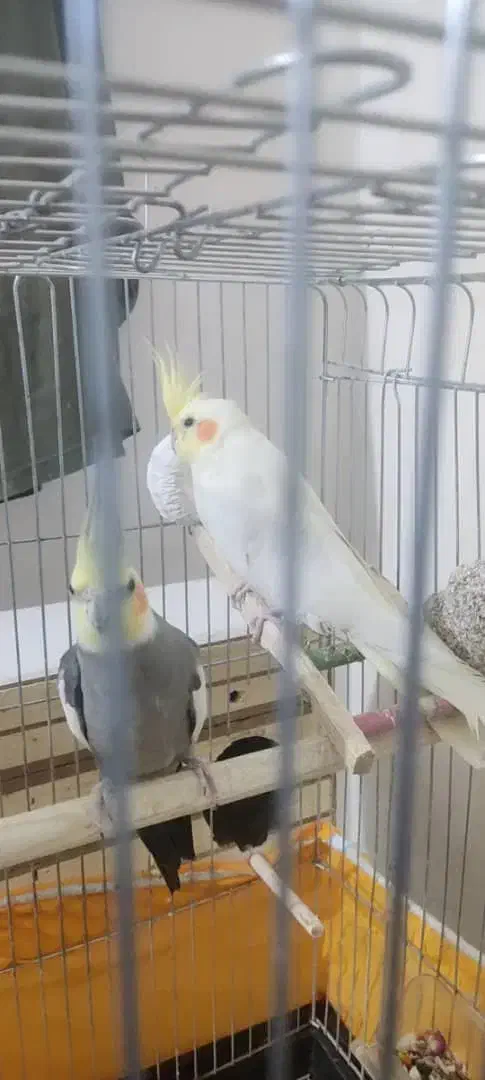 عروس هلندی مولد همراه قفس ولونه|پرنده|آبدانان, |دیوار