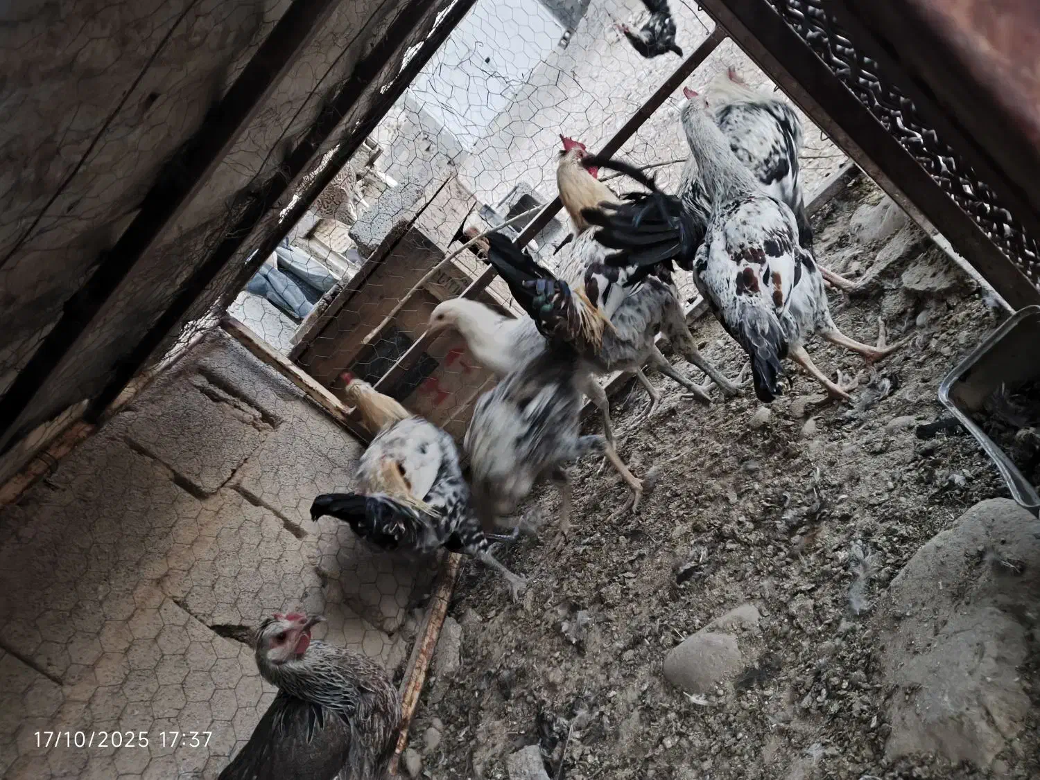 جوجه خروس محلی|حیوانات مزرعه|دشمن زیاری, |دیوار