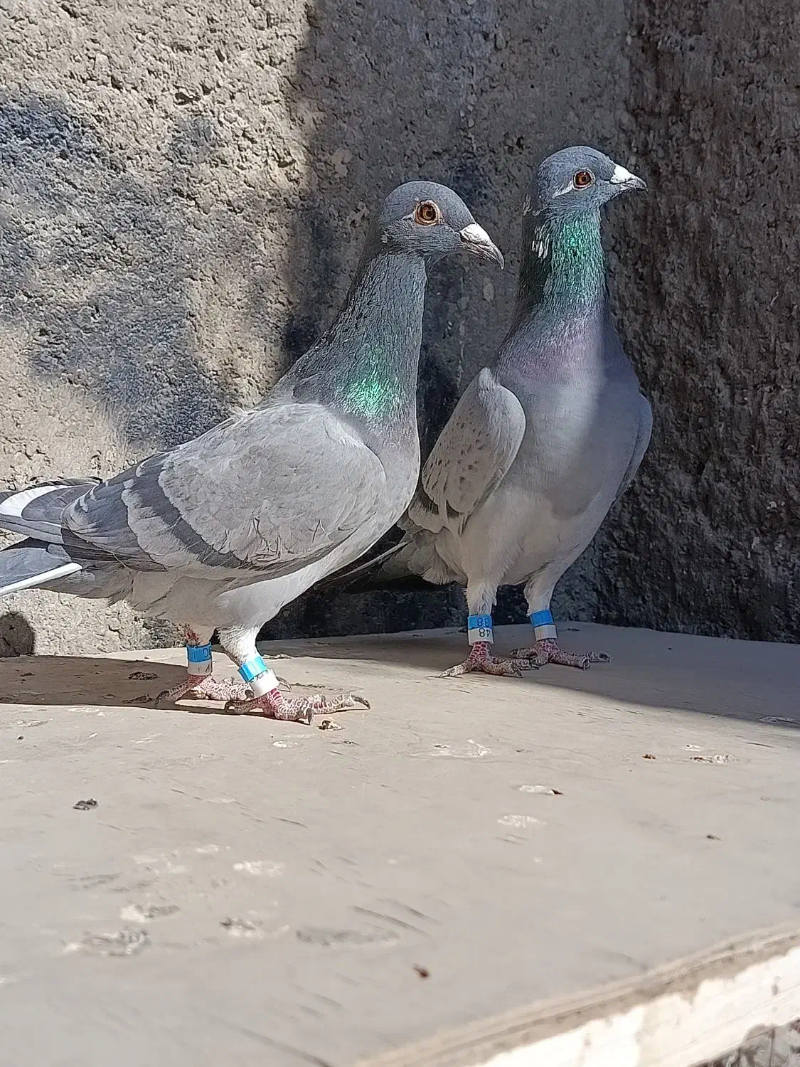 کبوتر المانی و کرمانی|پرنده|زاهدان, |دیوار