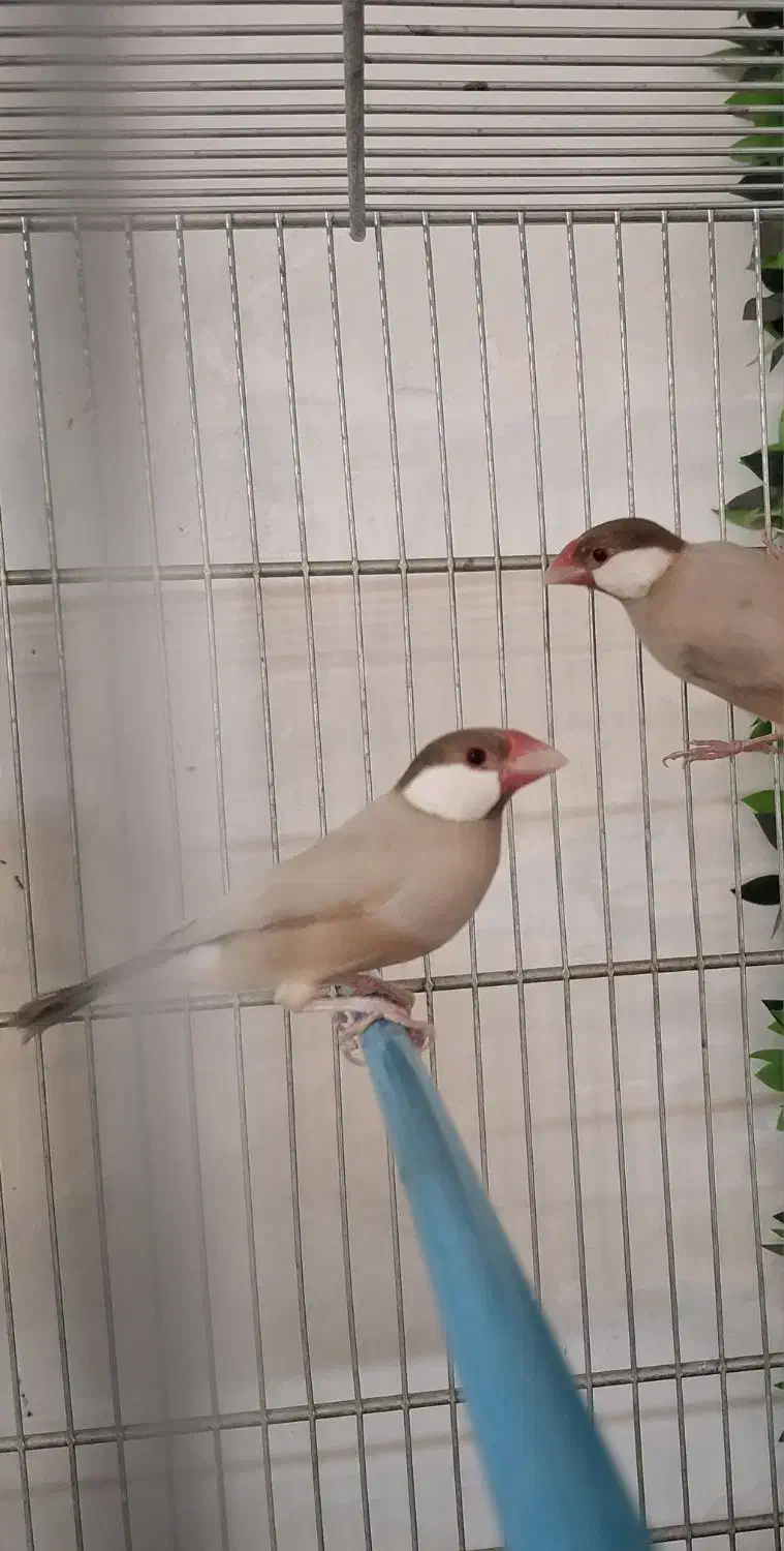 فنچ نرگسی شکلاتی/کینگ/عروس هلندی|پرنده|بهار, |دیوار