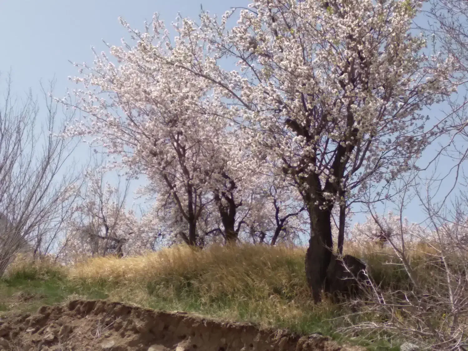 کود کبوتر|گل و گیاه طبیعی|قم, شاه سید علی|دیوار