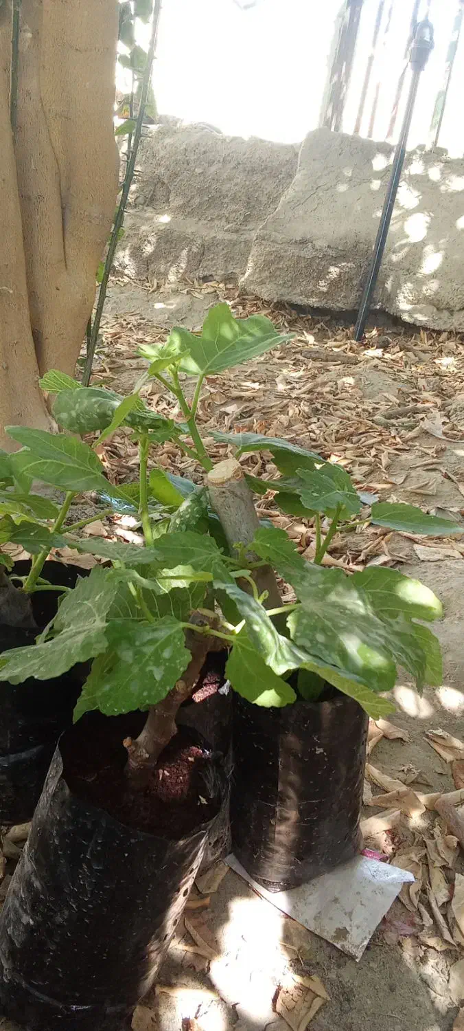 نهال انجیر چهار فصل بنفش|گل و گیاه طبیعی|پلان, |دیوار