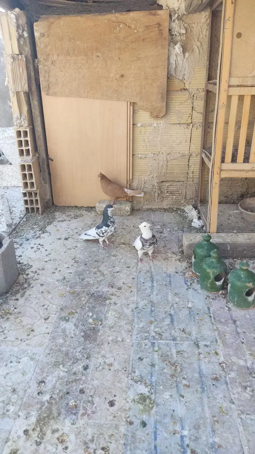 سه تا کفتر درجه یک|پرنده|شیراز, تندگویان|دیوار