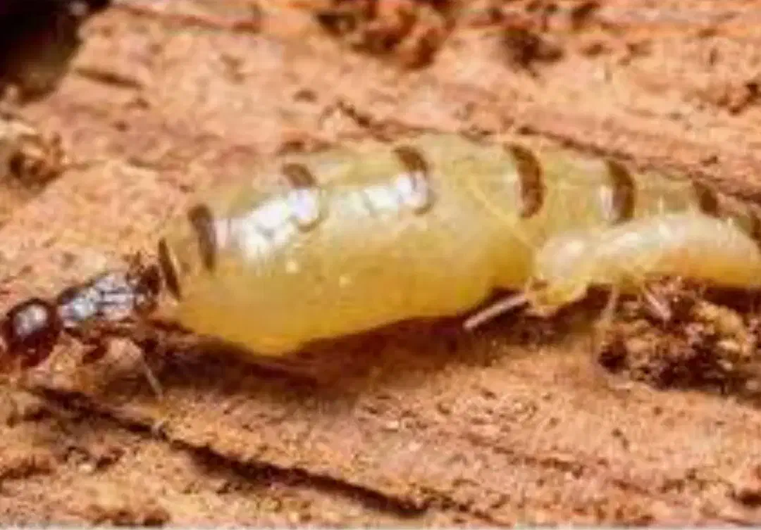 انجام موریانه زدایی با ضمانت 5ساله|خدمات نظافت|خرمآباد, |دیوار