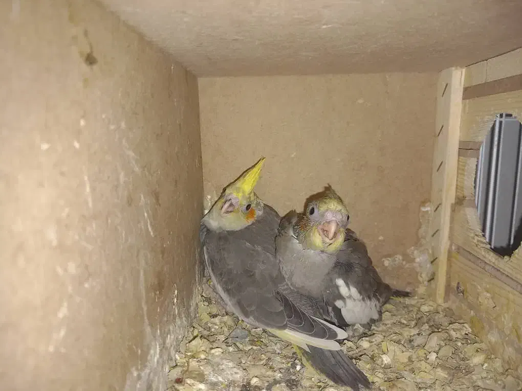 طوطی|پرنده|شوشتر, |دیوار