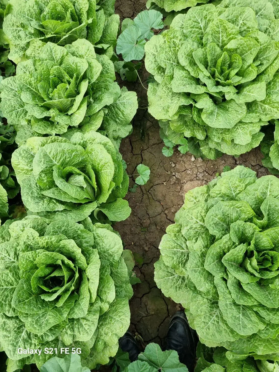 کاهو رسمی|خدمات باغبانی و درختکاری|اندیمشک, |دیوار