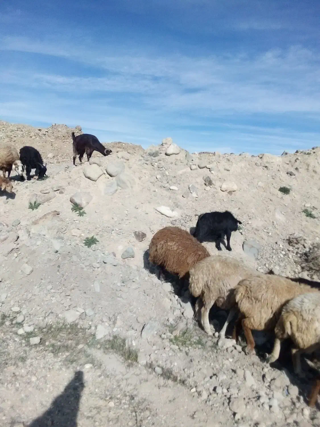 کیلو 300000تومان|حیوانات مزرعه|سرعین, |دیوار