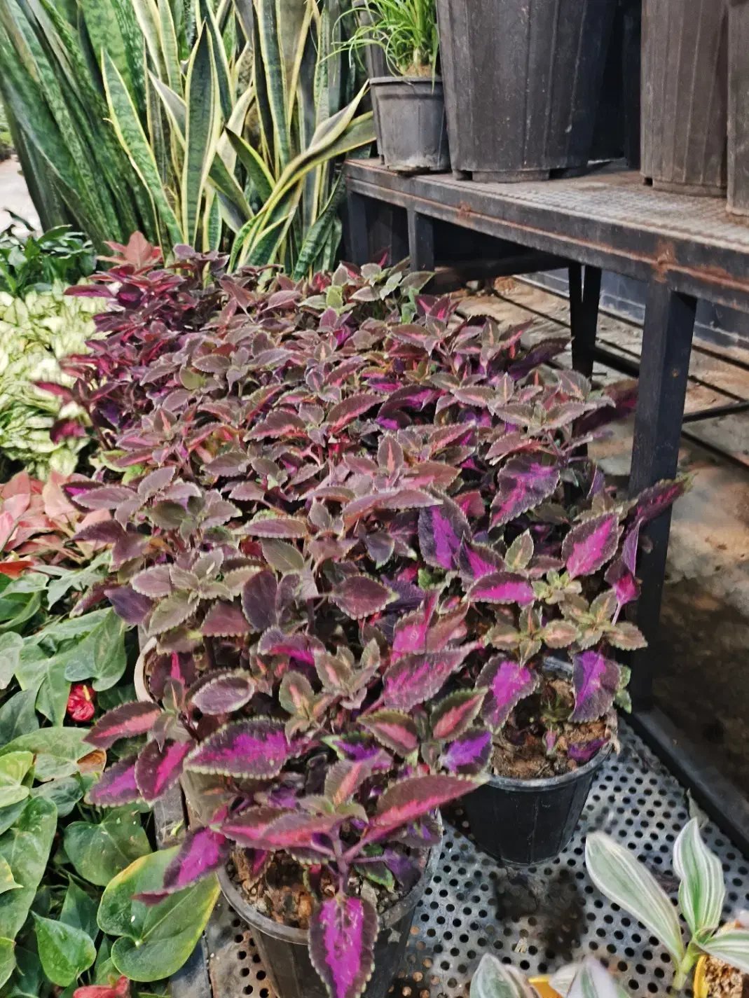 گل و گیاه آپارتمانی حسن یوسف|گل و گیاه طبیعی|تهران, عبدلآباد|دیوار