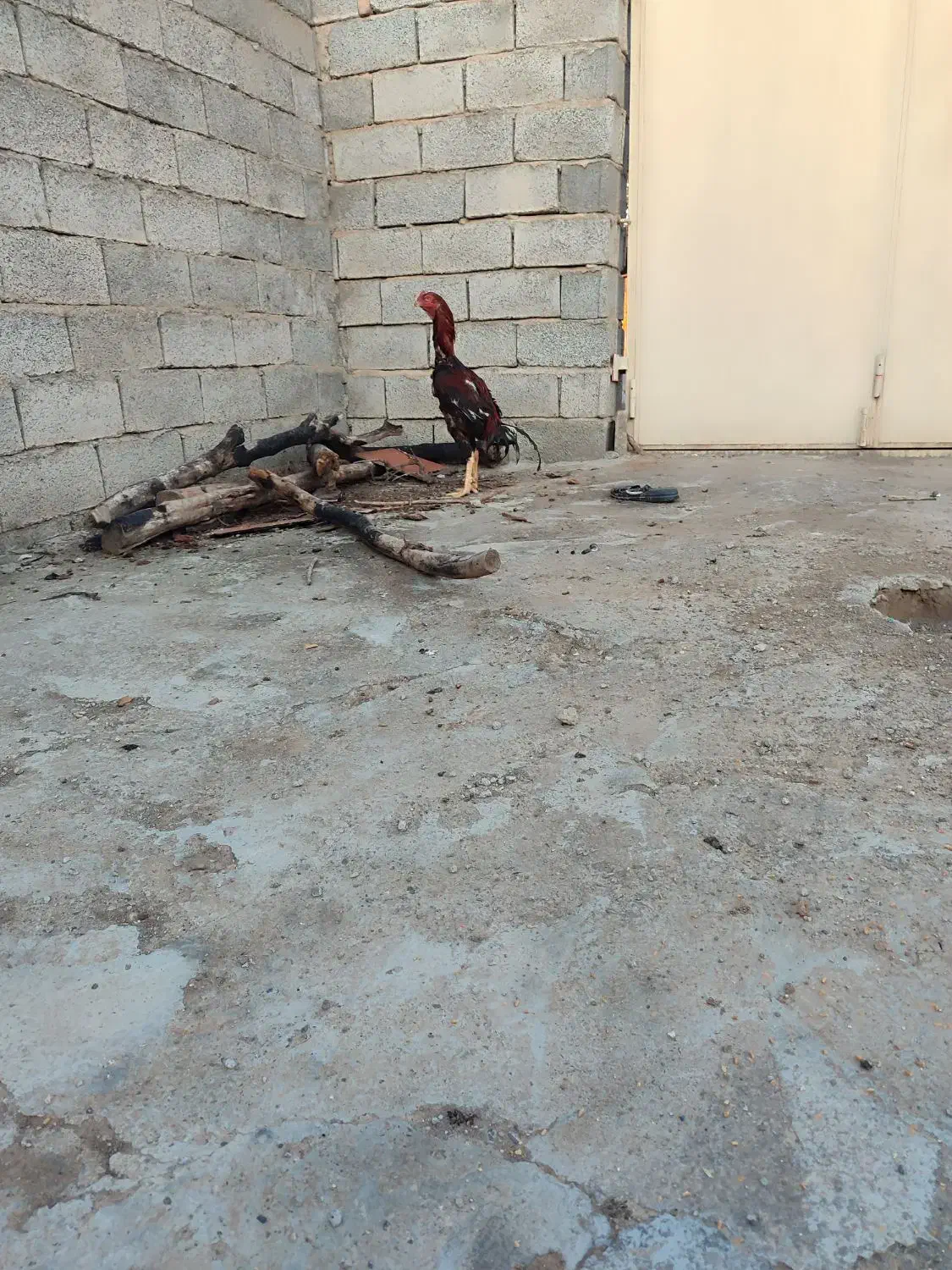 لاری اصل نژاد دار|حیوانات مزرعه|قشلاق دشت, |دیوار