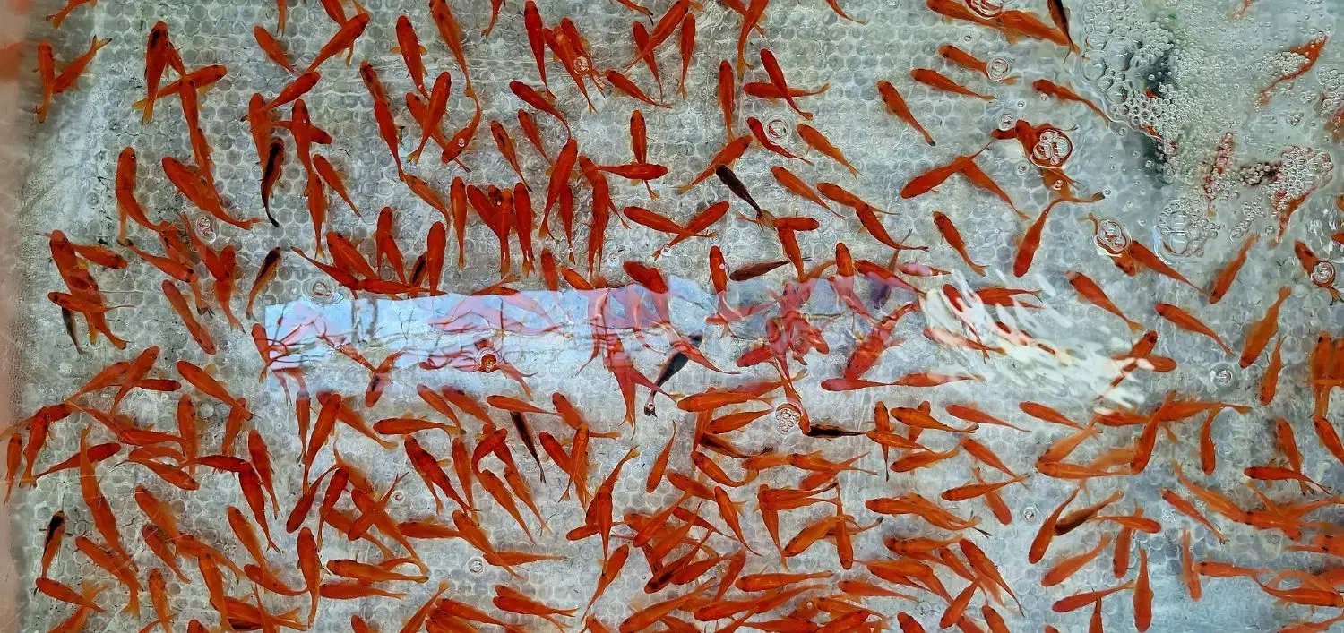 ماهی گلی|ماهی|تربت‌حیدریه, قائم|دیوار