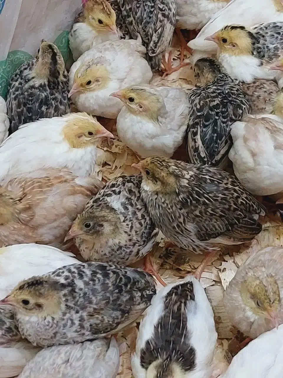 بلدرچین مینیاتوری|پرنده|رشت, باهنر|دیوار