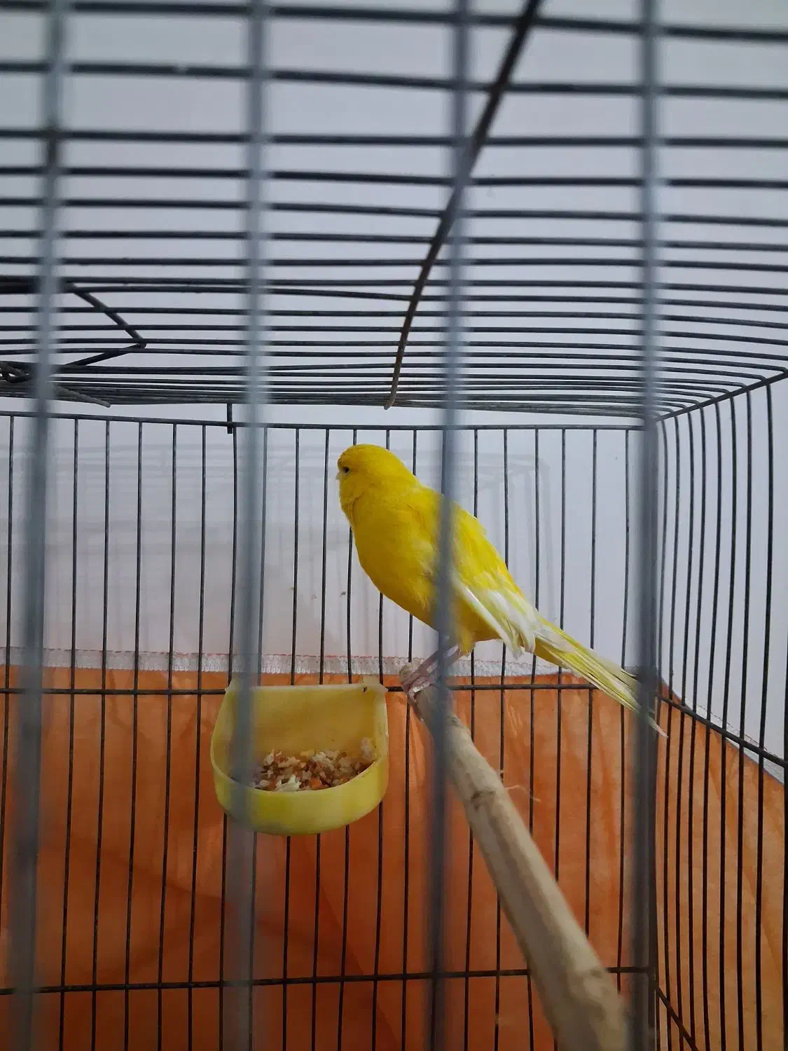 قناری نر|پرنده|مشکین‌دشت, |دیوار