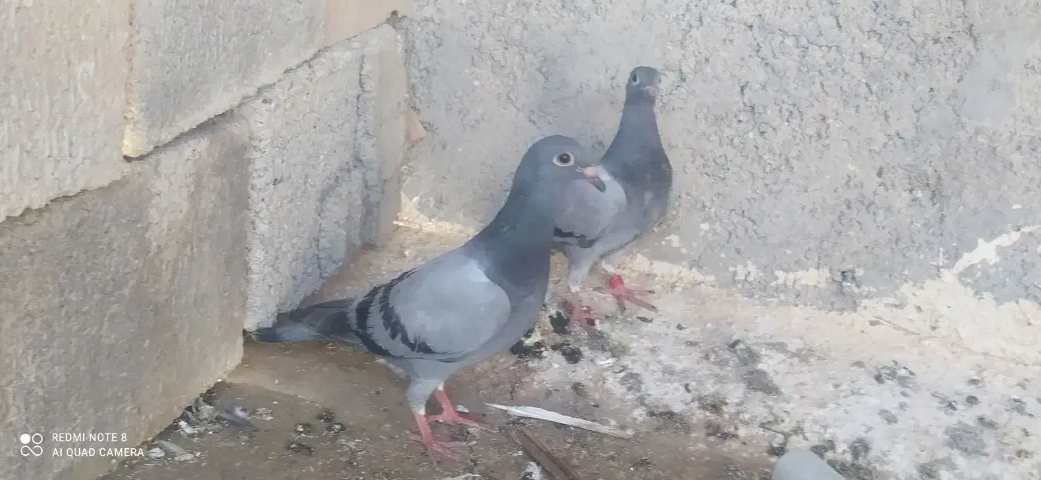 جوجه پلاکی|پرنده|خورموج, |دیوار