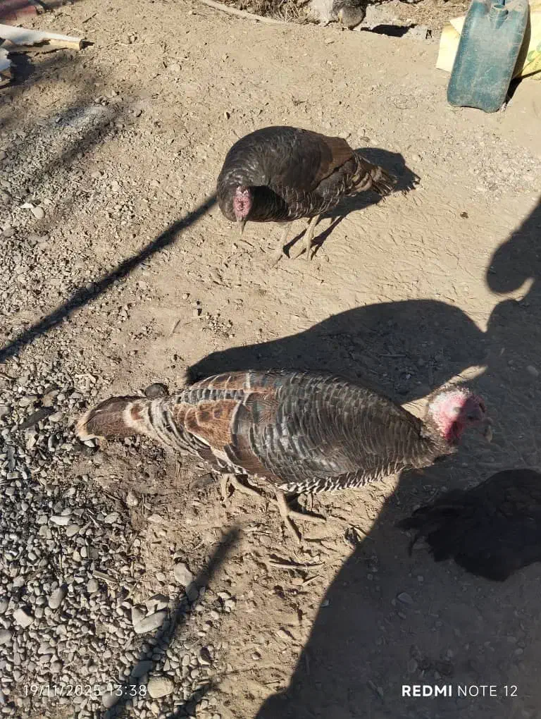 بوقلمون فروشی ماده|حیوانات مزرعه|هشتگرد, قاسم آباد بزرگ|دیوار