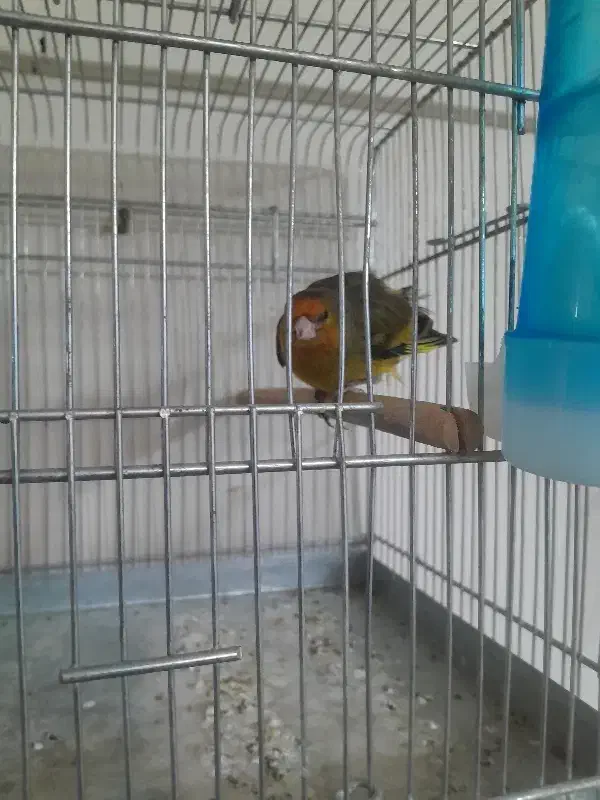 سهره قناری موقوم تهران اوستاد|پرنده|رباط‌کریم, رباط‌کریم|دیوار