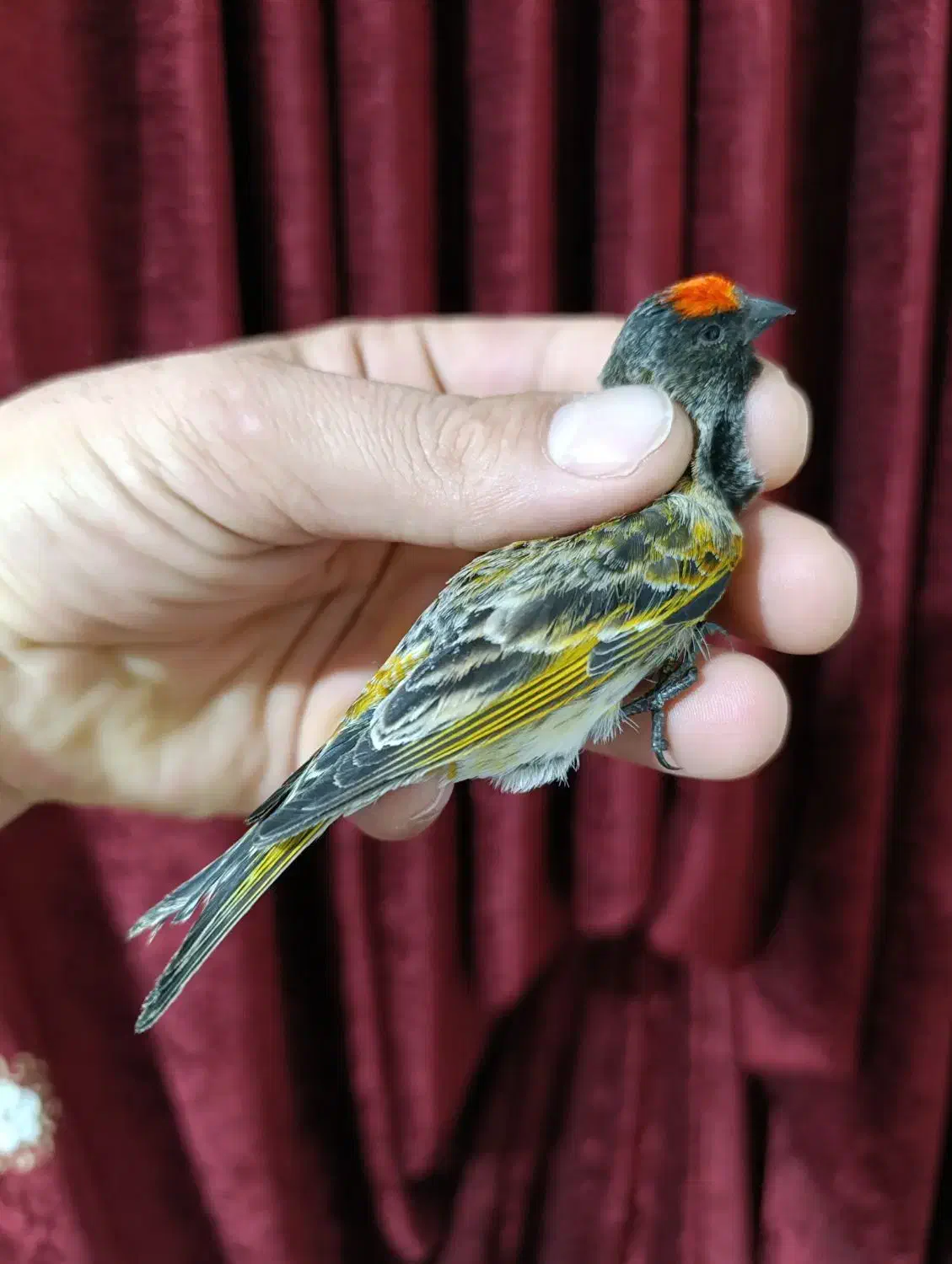 گلبسر نر زعفرانی|پرنده|مشهد, انصار|دیوار