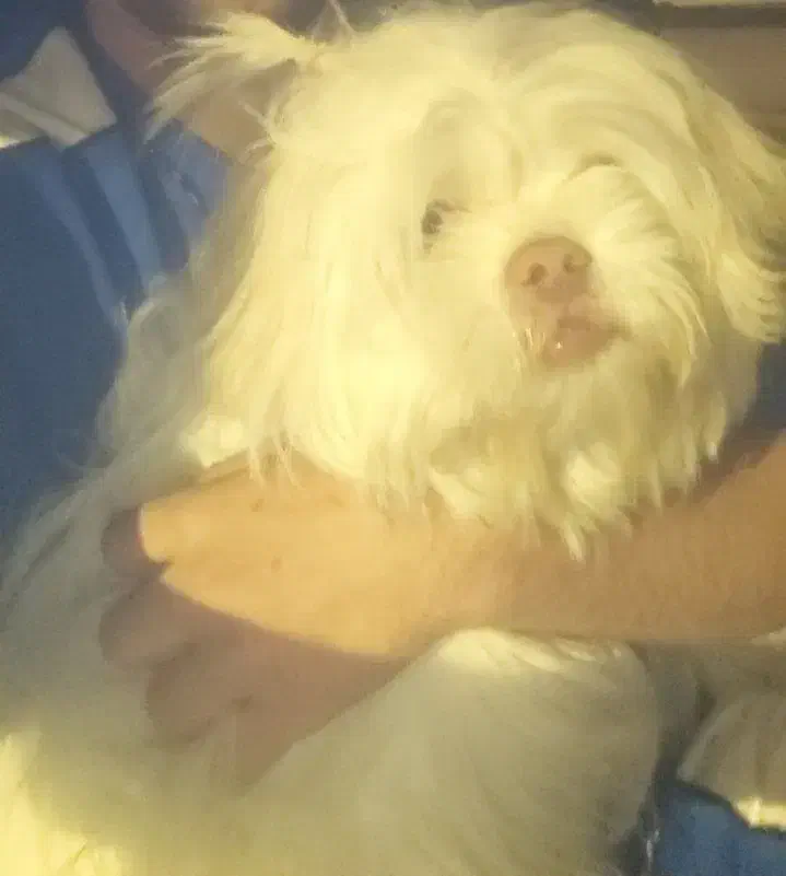 شیتزو|سگ|یاسوج, |دیوار