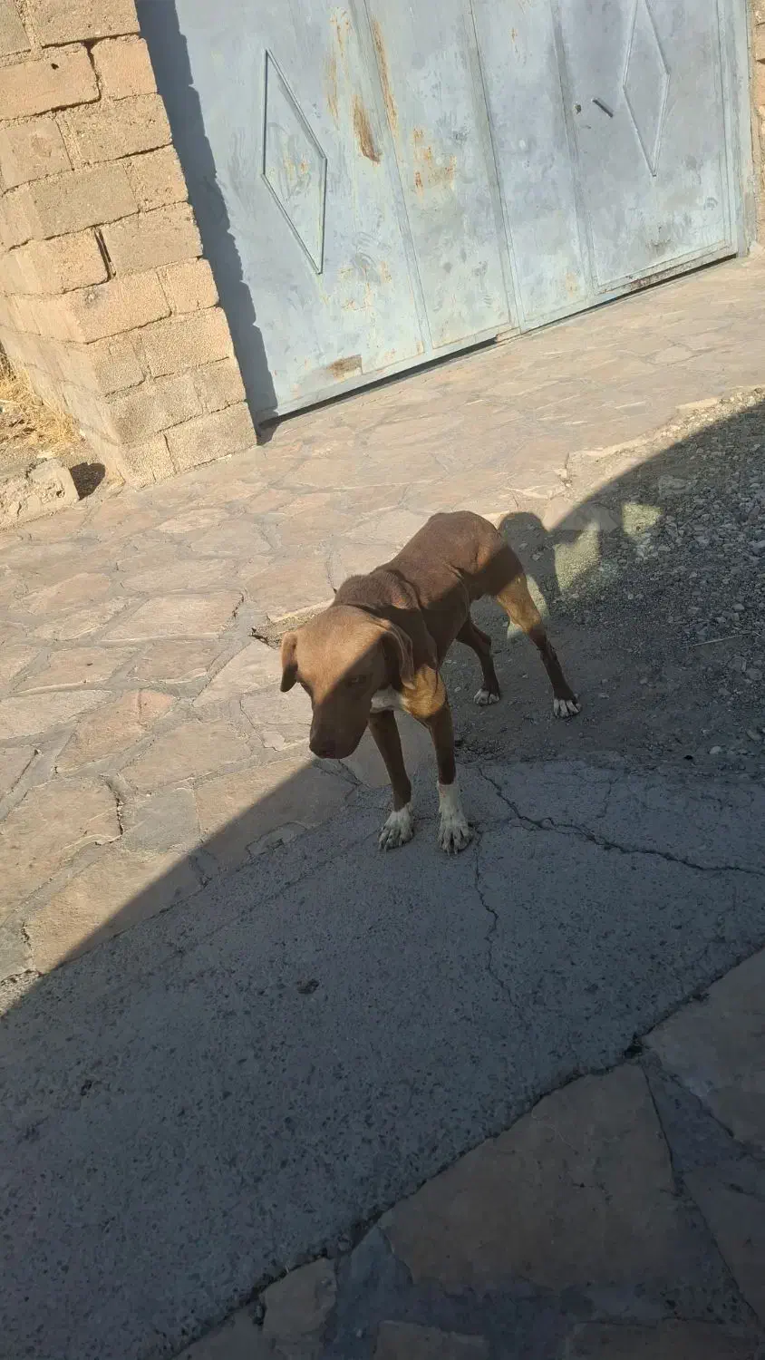 سگ پیتبول|سگ|بیستون, |دیوار