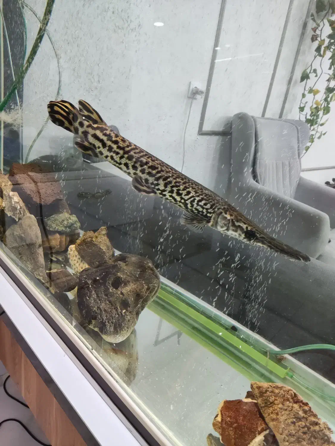 ماهی الیگیتور یا سرسوسماری|ماهی|جیرفت, |دیوار