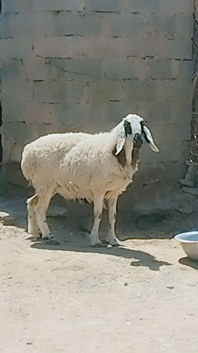 میش بابره نرفروشی فوری|حیوانات مزرعه|ریگ ملک, |دیوار