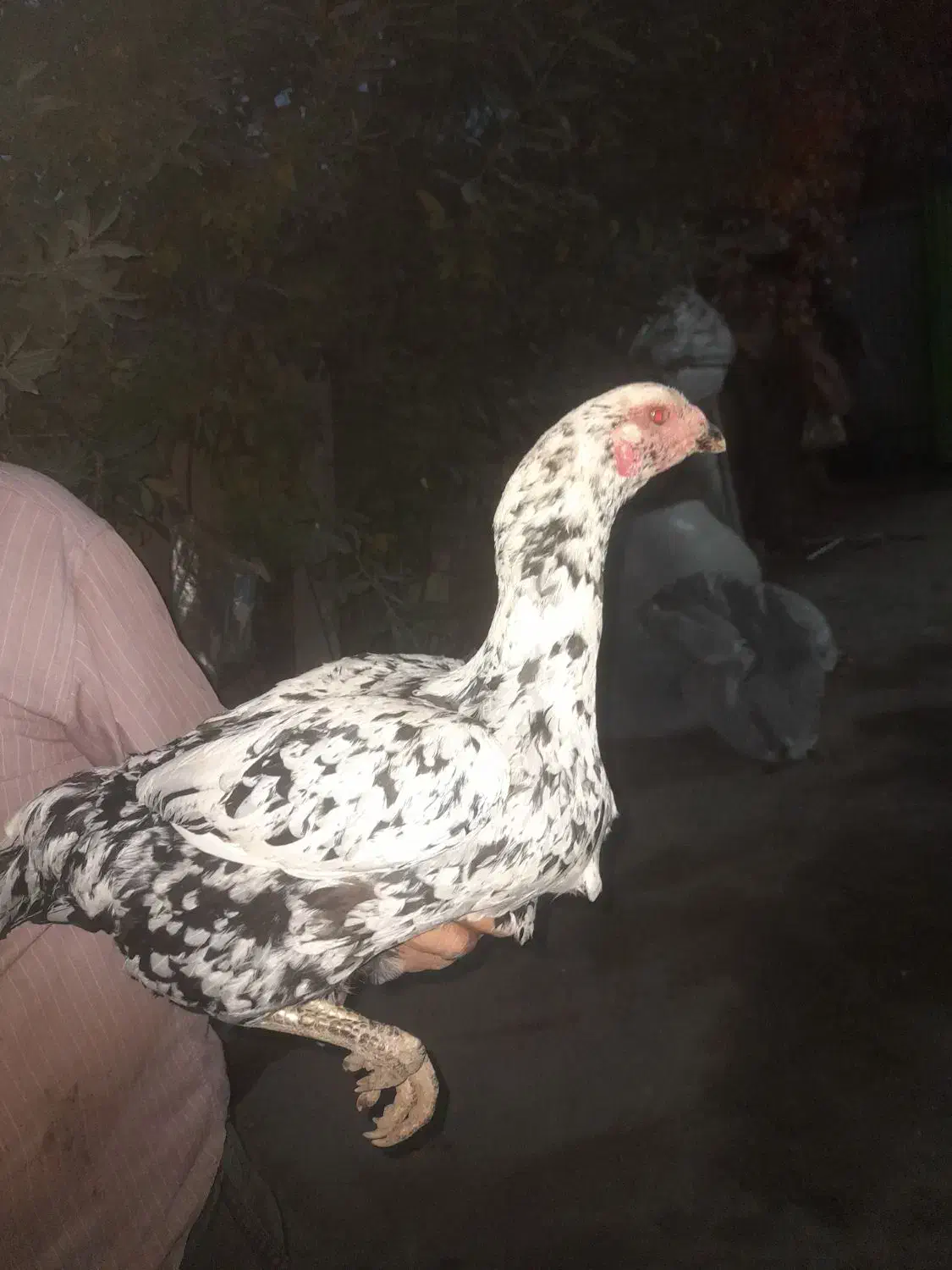 لاری|حیوانات مزرعه|مشگین شهر, |دیوار