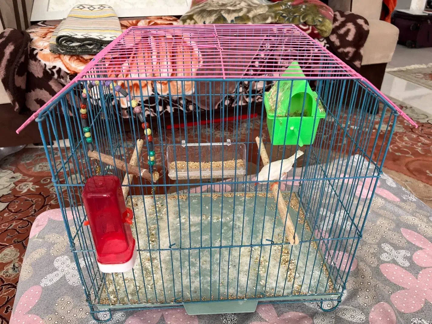 فنچ با قفس|پرنده|بندر ماهشهر, |دیوار