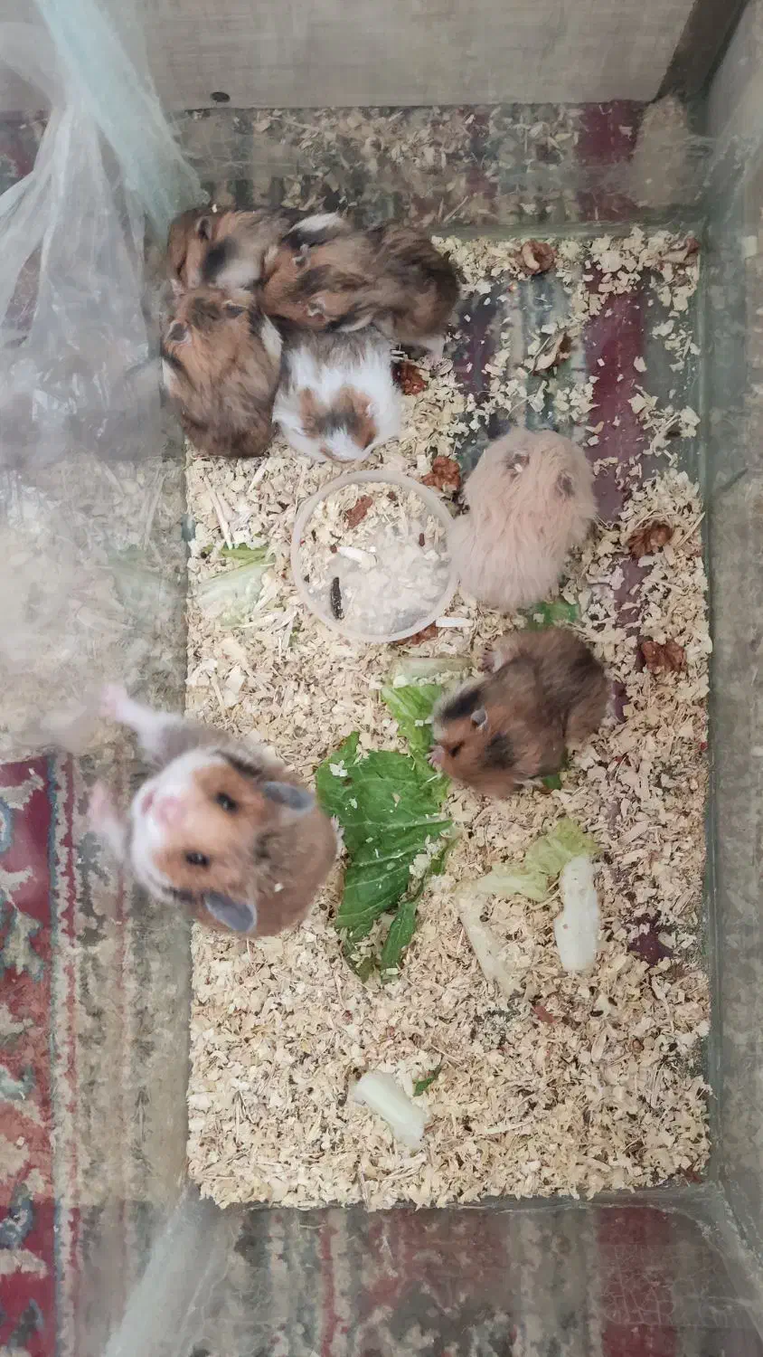 همستر|موش و خرگوش|زرند, |دیوار