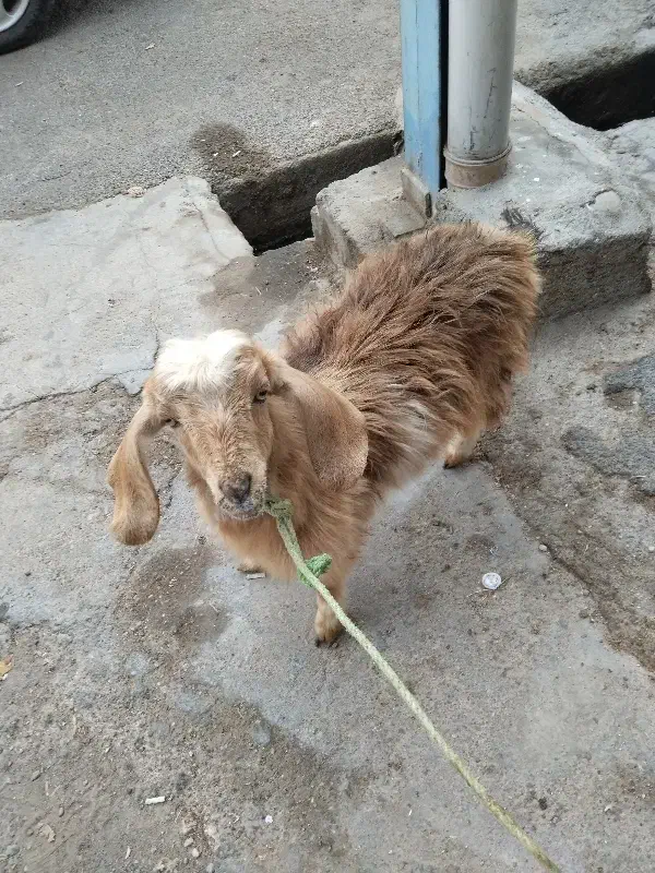 فروش بزغاله ماده در شوش|حیوانات مزرعه|شوش, |دیوار