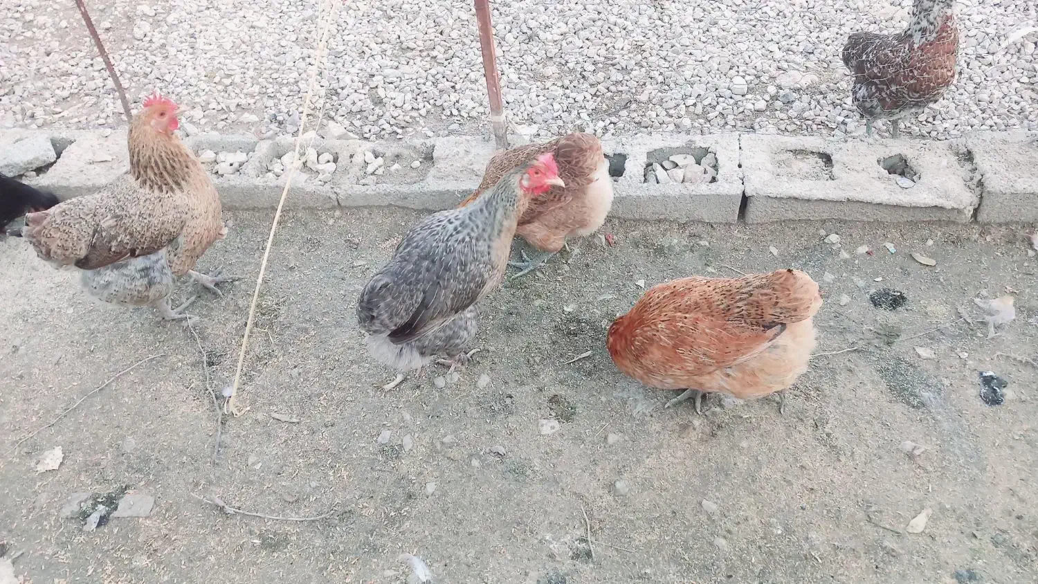 فروش ۱۰ عدد مرغ محلی به قیمت ۶۵۰۰۰۰|حیوانات مزرعه|سرفاریاب, |دیوار