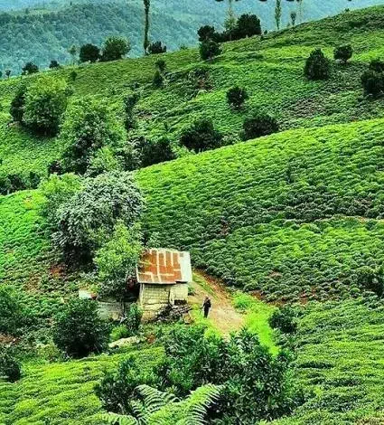 املاک گیله مرد|فروش زمین و ملک کلنگی|رانکوه, |دیوار