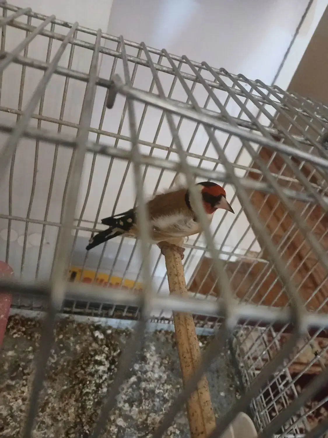 دوعدد سهره نر قلمی|پرنده|ری, ولی آباد|دیوار