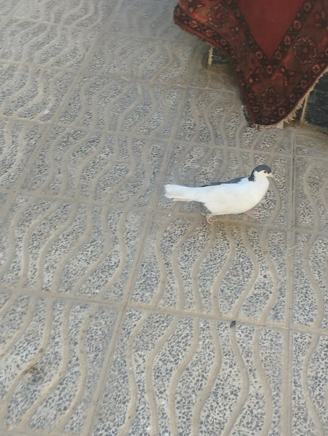 چپه نر|پرنده|طبس, |دیوار