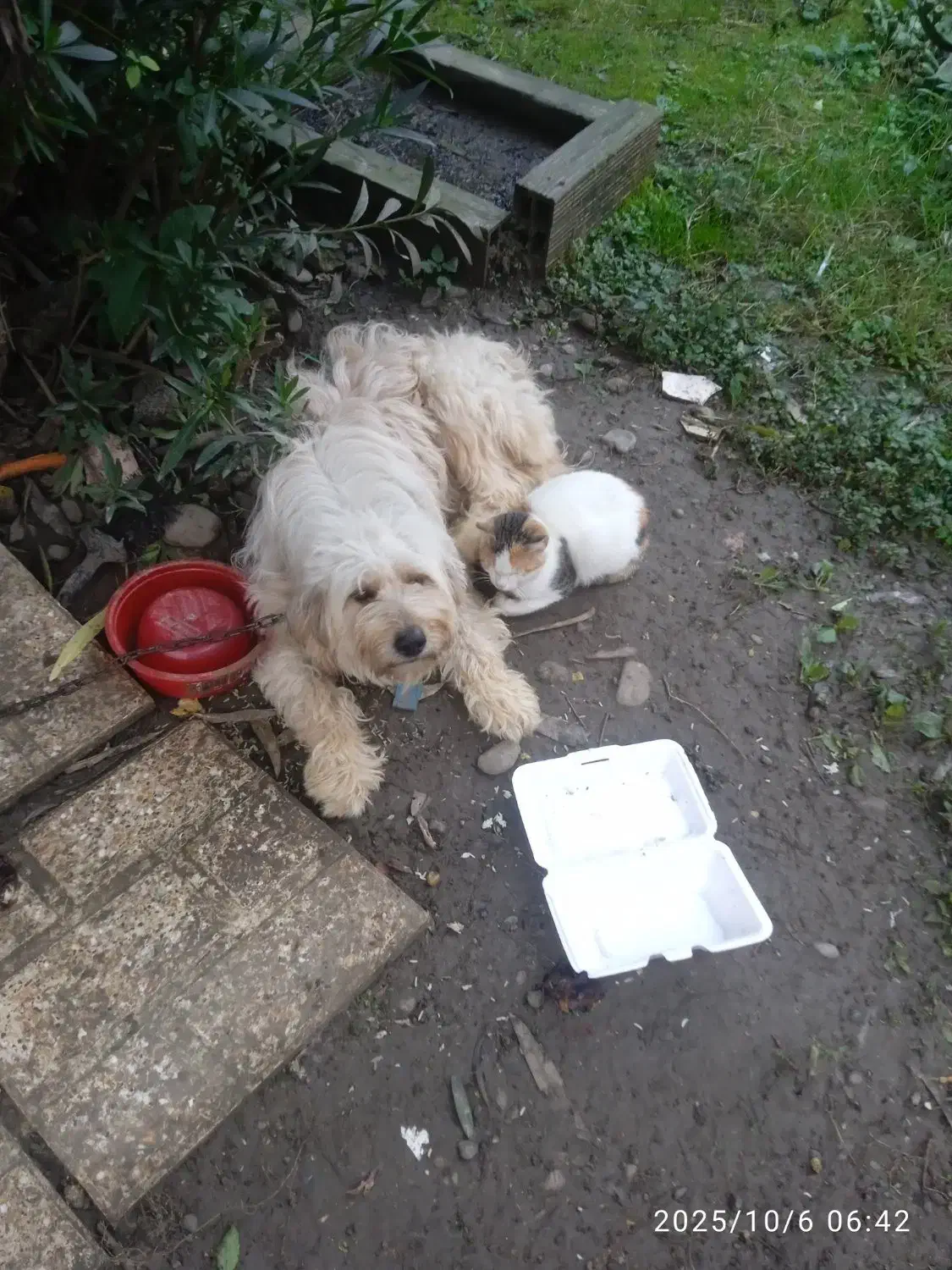 واگذاری سگ رایگان|سگ|شفت, |دیوار