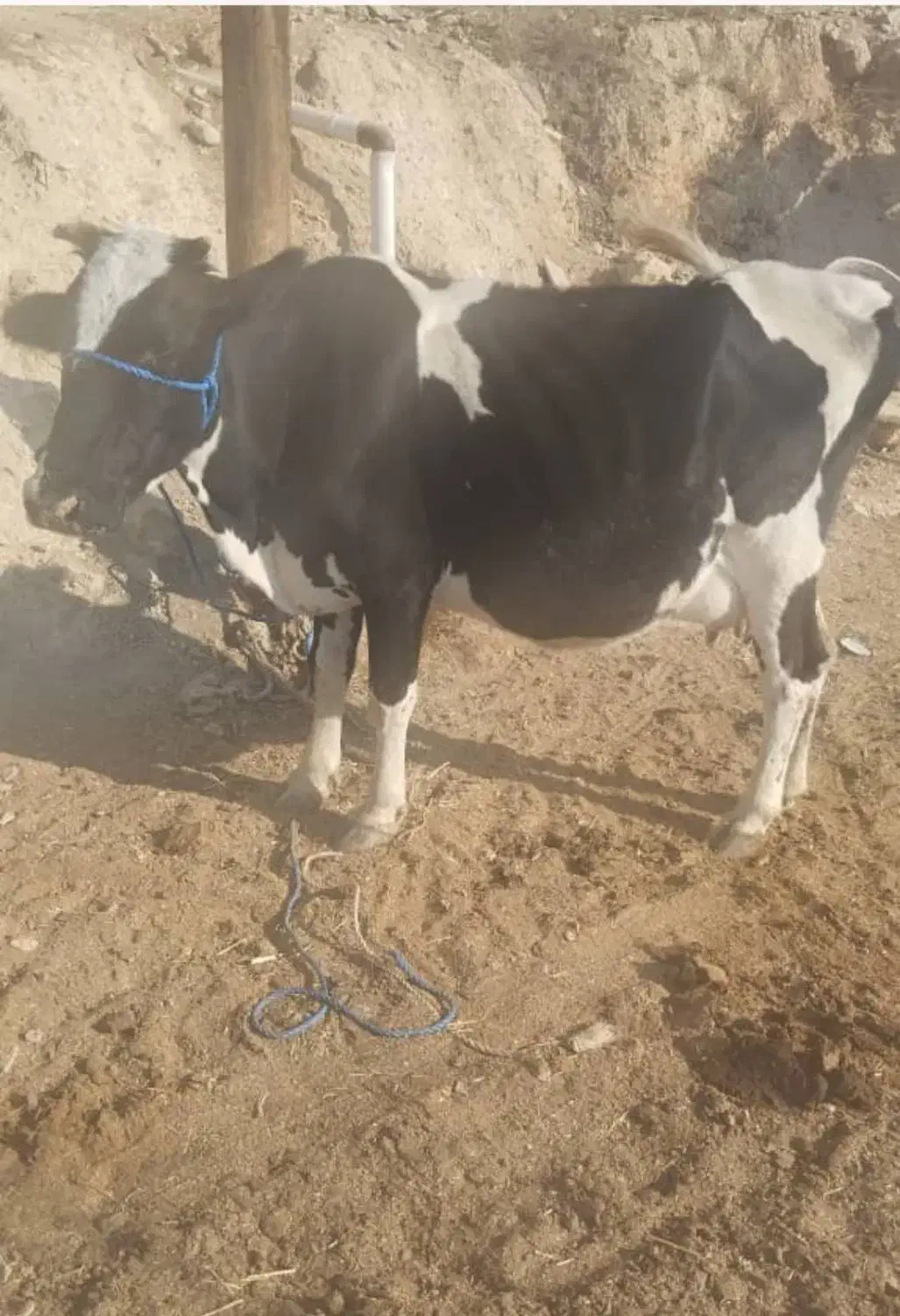 گاو گوساله ماده|حیوانات مزرعه|شیراز, کوشک بیدک|دیوار