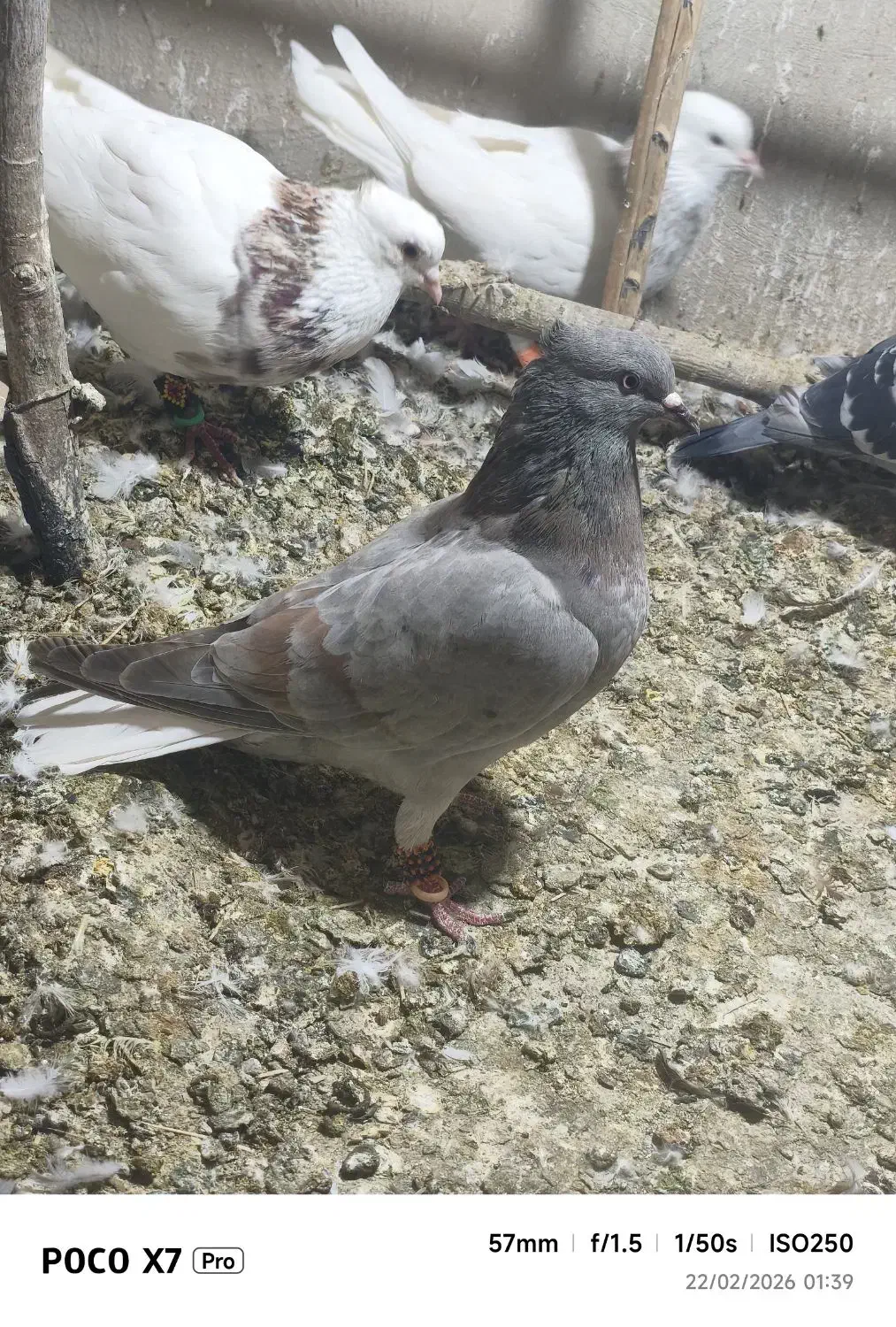 کبوتر|پرنده|سراوان, |دیوار