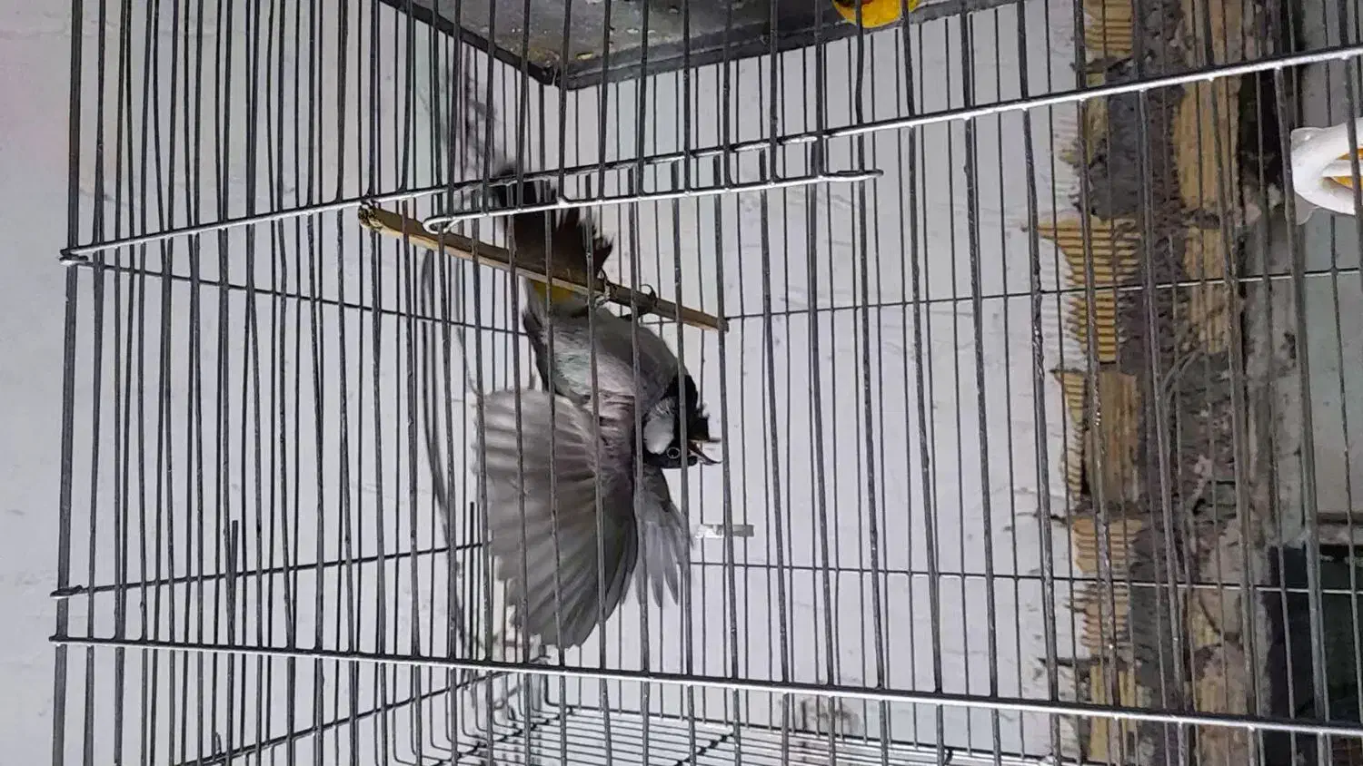 سیره کرمان|پرنده|دزفول, |دیوار